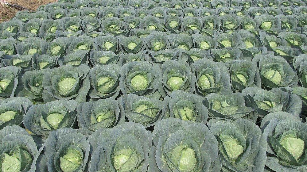 司普沃淺談甘藍霜霉病防治技術與管理