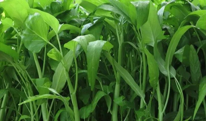 空心菜炭蛆病有哪些癥狀？應當如何防治？下面司普沃為您解答