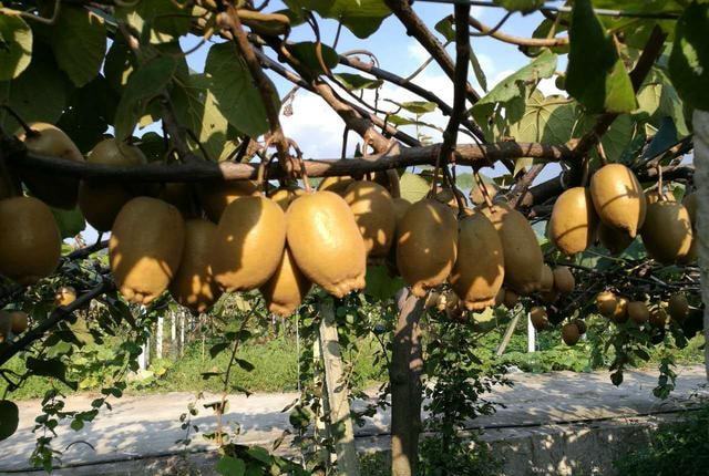 降溫后，需加強(qiáng)對(duì)火龍果的管理，速看司普沃這篇文章