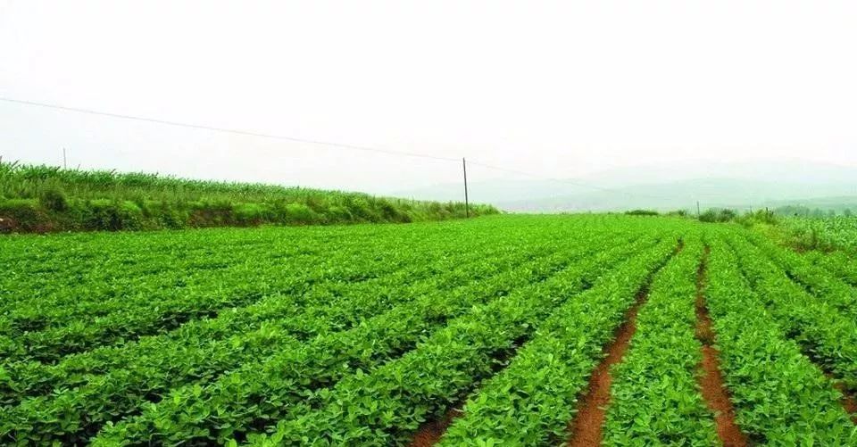 花生患上卷葉病應(yīng)當(dāng)如何防治?與司普沃一起了解下吧