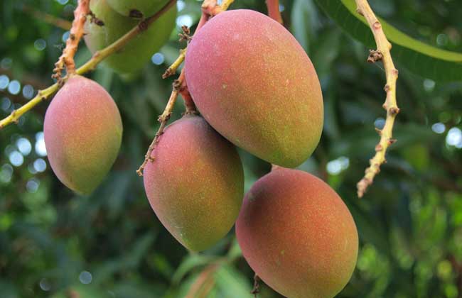 11月份，芒果的管理重點(diǎn)是哪些？司普沃帶您了解