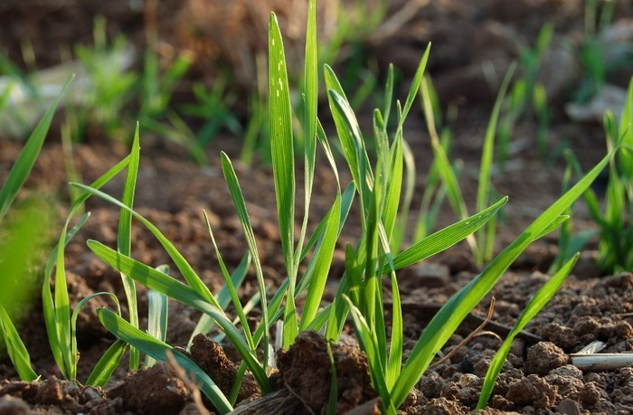 冬前只要抓好這3點(diǎn)，小麥苗壯產(chǎn)量高，速看司普沃這篇文章
