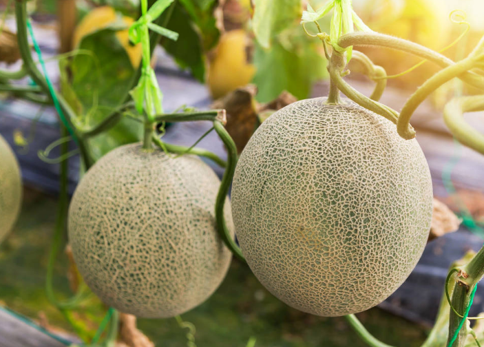 哈密瓜掛果后，如何管理才能增收？速看司普沃這篇文章