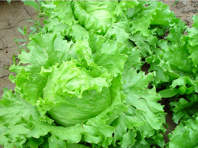 結(jié)球生菜不結(jié)球？愁壞農(nóng)戶！司普沃邀您一起找原因