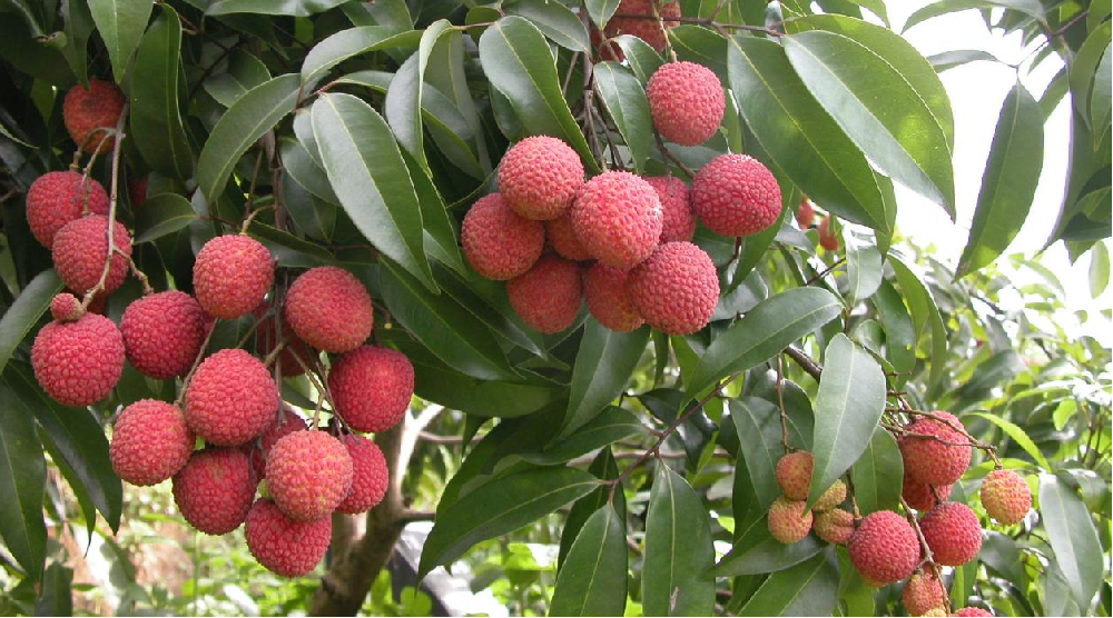 荔枝的花芽分化階段，如何管理水肥？司普沃告訴您