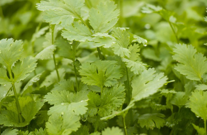 香菜產(chǎn)量高不高，就看水肥管理好不好，速看司普沃這篇文章