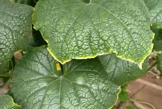 黃瓜“鑲了金邊”，這是什么原因？司普沃來教您有效解決