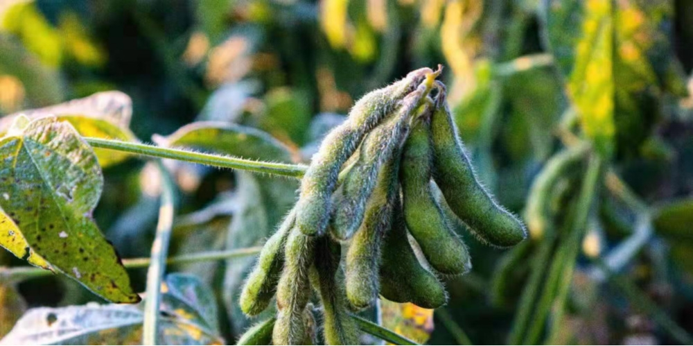 作物為什么會凍傷？被凍傷后再預防有效嗎？與司普沃一起來探討