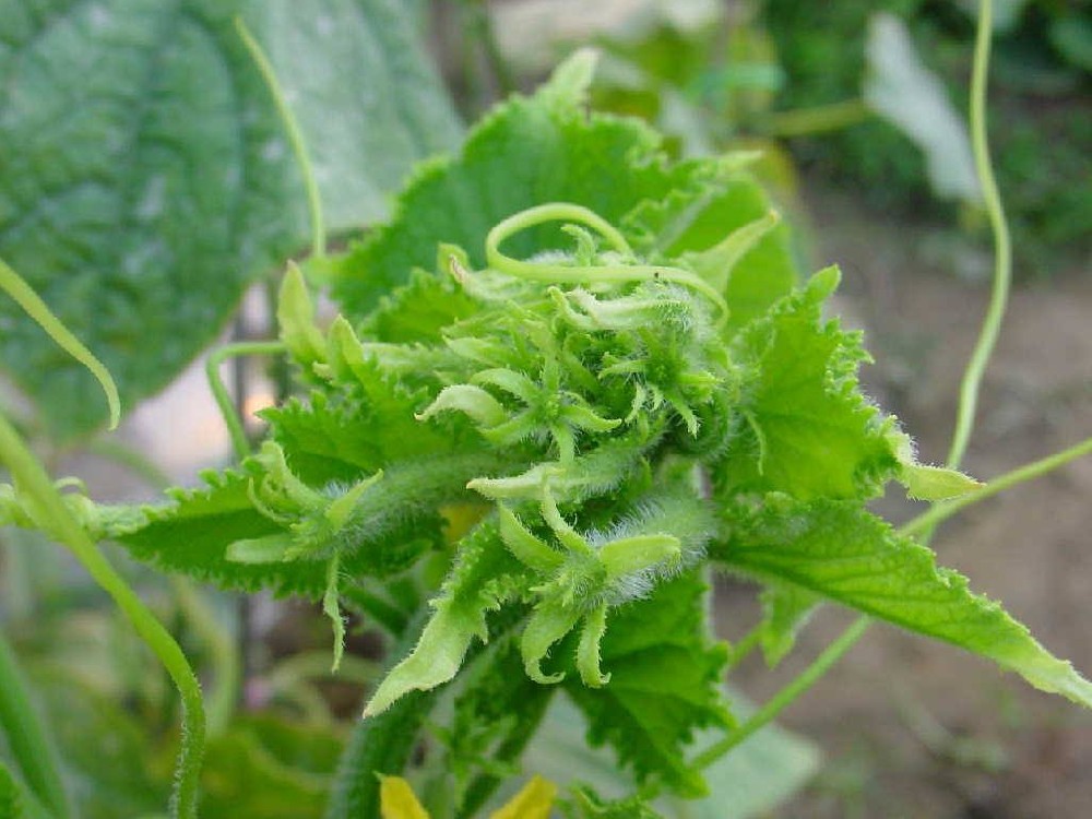 黃瓜出現花打頂？怎么辦？司普沃這5種辦法可補救