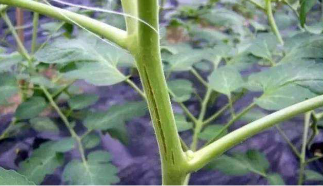 番茄嫩莖開裂，糟糕的事情發(fā)生了，怎樣來預防它