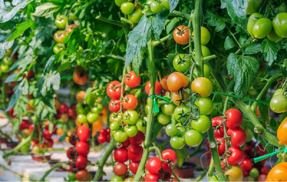 種植中為什么要施用鈣硼肥，鈣硼肥很重要嗎？一起來看答案