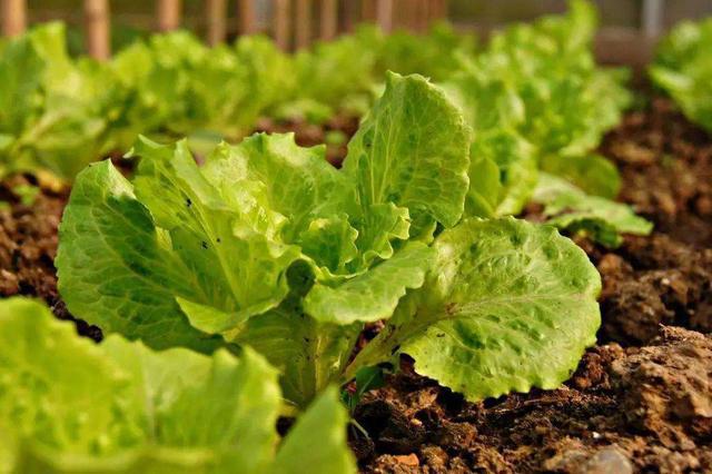 【注意】蔬菜種植中葉片容易發(fā)黃，這3方面問題要注意了