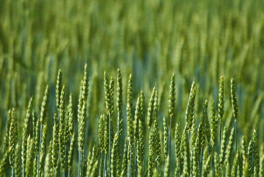 小麥春季如何追肥更高效？快來看，這里已經(jīng)為您準備好了