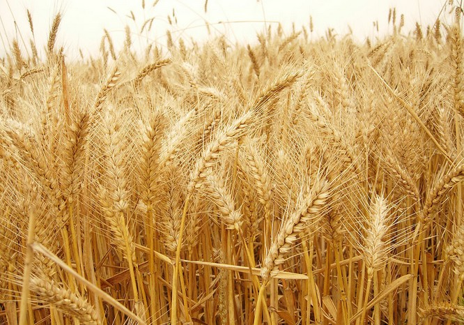 小麥根腐病是什么原因?qū)е碌?？應該怎樣管理呢? class=