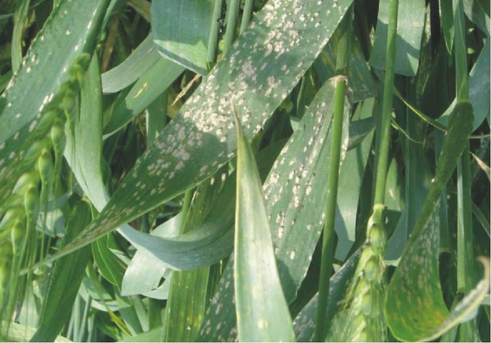 小麥葉面出現(xiàn)白色霉點，原因和預防方法來了