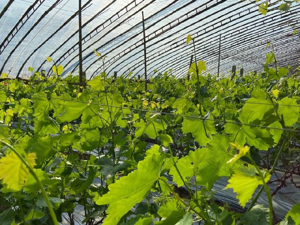 葡萄春管謹記這些要點！促進葡萄豐產(chǎn)！