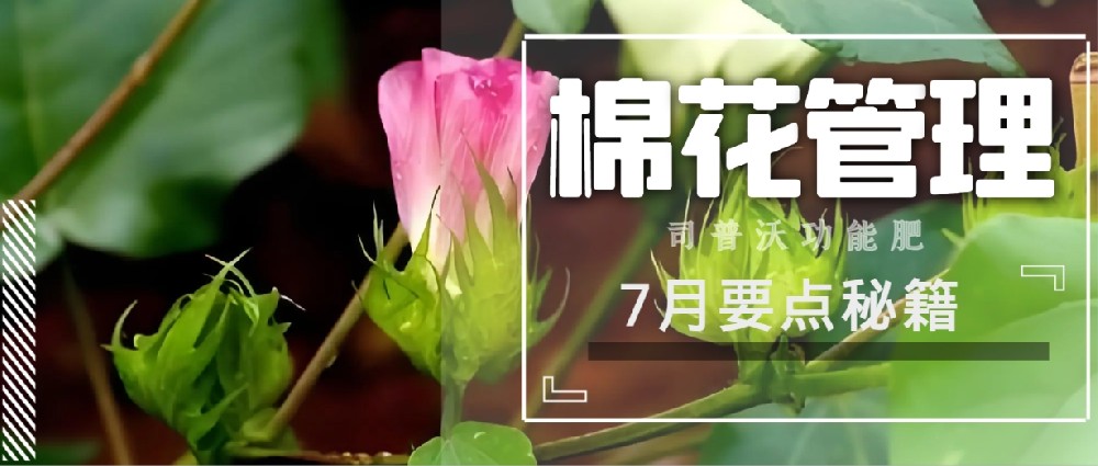 聚焦7月，新疆棉花管理秘籍