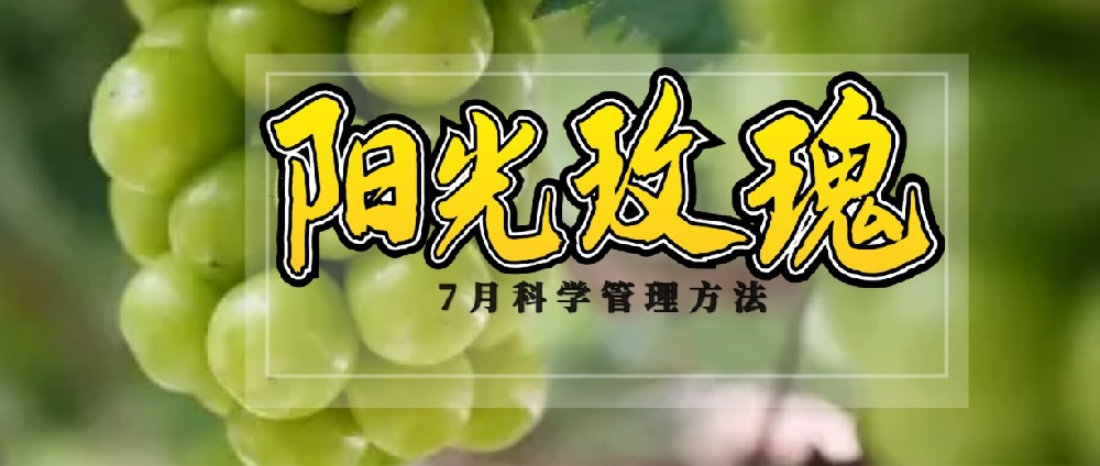 7 月，陽光玫瑰種植管理的黃金時刻