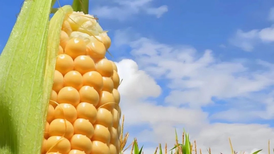 一年生作物根系發(fā)育全程解析：從播種到成熟的關(guān)鍵節(jié)點與施肥策略