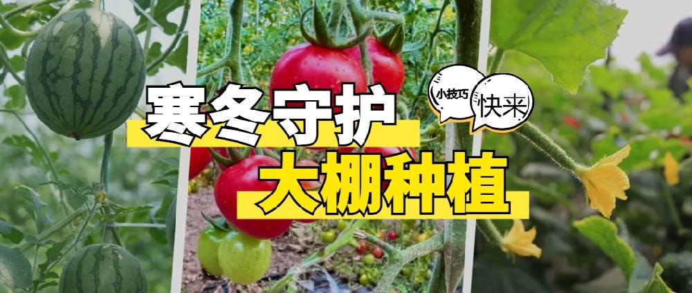 寒冬守護：大棚種植管理的科學(xué)小技巧
