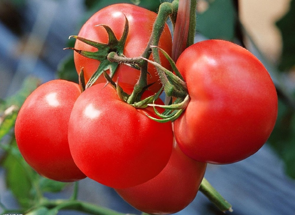 番茄上色難嗎？真不難，這篇文章保準有用