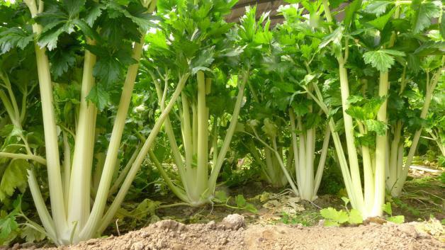 預防芹菜空心開裂的方法，找到了，速來觀看